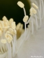Имя файла=Echinopsis18.jpg
Размер файла=185КБ
Размеры=692x900
Дата=Июль 10, 2008 Echinopsis18.jpg