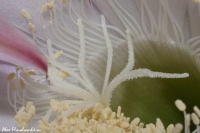 Имя файла=Echinopsis19.jpg
Размер файла=194КБ
Размеры=1000x665
Дата=Июль 10, 2008 Echinopsis19.jpg