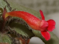 Имя файла=Episcia2.jpg
Размер файла=236КБ
Размеры=1000x751
Дата=Фев 15, 2008 Episcia2.jpg