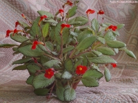 Episcia_2009_1.jpg