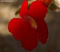 Episcia_2009_2.jpg