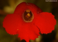 Episcia_2009_89.jpg