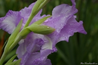 Имя файла=Gladiolus_dojd.jpg
Размер файла=124КБ
Размеры=900x598
Дата=Янв 31, 2008 Gladiolus_dojd.jpg
