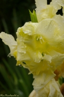 Имя файла=Gladiolus_dojd1.jpg
Размер файла=94КБ
Размеры=532x800
Дата=Янв 31, 2008 Gladiolus_dojd1.jpg