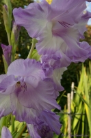 Имя файла=Gladiolus_okt.jpg
Размер файла=133КБ
Размеры=532x800
Дата=Янв 31, 2008 Gladiolus_okt.jpg