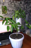 IMAG0922.jpg