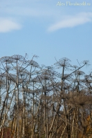 IMGP7042.jpg