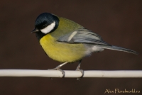 IMGP7276_5.jpg