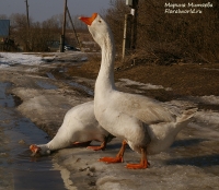 Имя файла=IMGP9661.jpg
Размер файла=473КБ
Размеры=1000x870
Дата=Март 08, 2014 IMGP9661.jpg