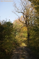 IMG_1077.jpg