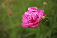 IMG_1325~0.jpg