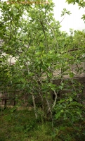 Имя файла=IMG_1333-Panorama~0.jpg
Размер файла=1066КБ
Размеры=909x1500
Дата=Май 28, 2020 IMG_1333-Panorama~0.jpg