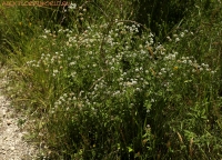 Имя файла=IMG_2151~0.jpg
Размер файла=1274КБ
Размеры=1500x1082
Дата=Июнь 08, 2020 IMG_2151~0.jpg