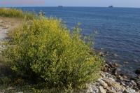 Имя файла=IMG_2563~1.jpg
Размер файла=986КБ
Размеры=1500x1000
Дата=Июнь 19, 2020 IMG_2563~1.jpg