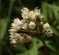 IMG_5426~0.jpg