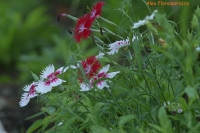 IMG_5721.jpg