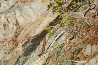 IMG_7431.jpg