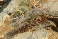 IMG_7459.jpg