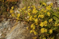 IMG_7520.jpg