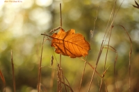 IMG_7665.jpg