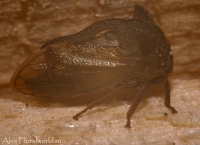 Ijun_2010_makro_1.jpg