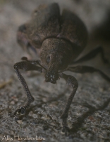 Ijun_makro_2010_10.jpg