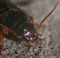 Ijun_makro_2010_11.jpg