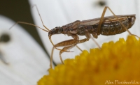 Ijun_makro_2010_18.jpg
