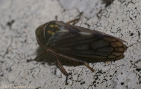 Ijun_makro_2010_2.jpg