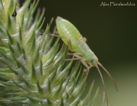 Ijun_makro_2010_22.jpg