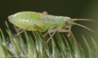 Ijun_makro_2010_23.jpg