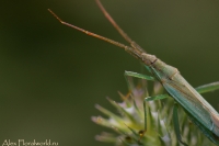 Ijun_makro_2010_25.jpg