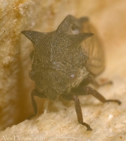 Ijun_makro_2010_3.jpg