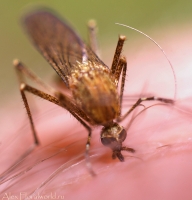 Ijun_makro_2010_7.jpg