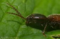 Ijun_makro_2010_9.jpg