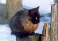 Имя файла=Koshka1.jpg
Размер файла=142КБ
Размеры=900x637
Дата=Дек 23, 2007 Koshka1.jpg