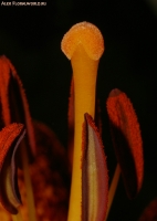 Lilium_2009_15.jpg