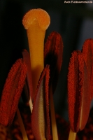 Lilium_2009_16.jpg