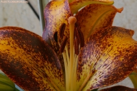 Lilium_2009_19.jpg