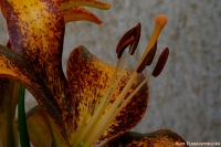 Lilium_2009_20.jpg