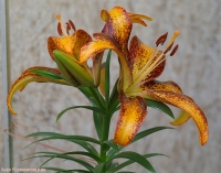 Lilium_2009_21.jpg