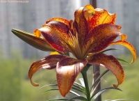 Lilium_2009_22.jpg