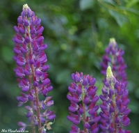 Lupin895.jpg