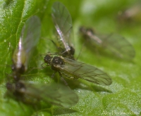 Makro_5_2010_21.jpg