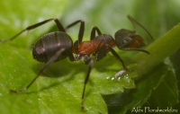 Makro_5_2010_22.jpg