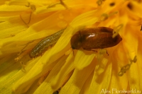 Makro_5_2010_28.jpg