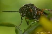 Makro_5_2010_29.jpg