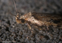 Makro_5_2010_51.jpg