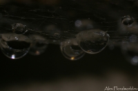 Makro_5_2010_53.jpg