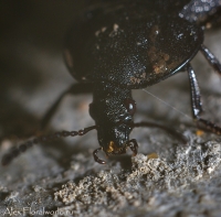 Makro_5_2010_54.jpg